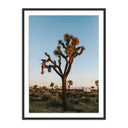 CAMP SUNRISE/JOSHUA TREE BY WESLEY AND EMMA TEAGUE