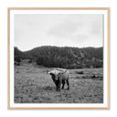 HIGHLANDER / ELK, CA BY WESLEY AND EMMA TEAGUE