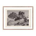 JUNIPER GAMPI BY PLATINUM REVIVAL