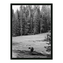Don't Feed The Bears By Wesley And Emma Teague