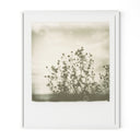 Sunflowers By Darden Smith