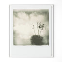 Yucca By Darden Smith