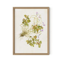Oxalis Debilis No. 2 By Laurel-Dawn Latshaw