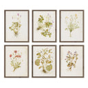 Herbarium Set By Laurel-Dawn Latshaw