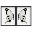 Monochrome Butterfly SET