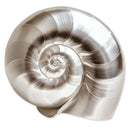 Nautilus Shell II | Acrylic Silhouette