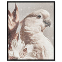 Pale Cockatoo I