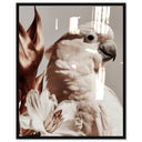 Pale Cockatoo I