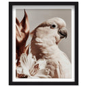 Pale Cockatoo I
