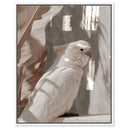 Pale Cockatoo III