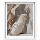 Pale Cockatoo III