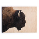 AMERICAN BISON BY GETTY IMAGES