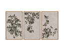 18.5" X 31" Natural Floater Frame Nature Botanical Study I by Matho Sun, view 4