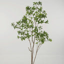 Japonica Tree