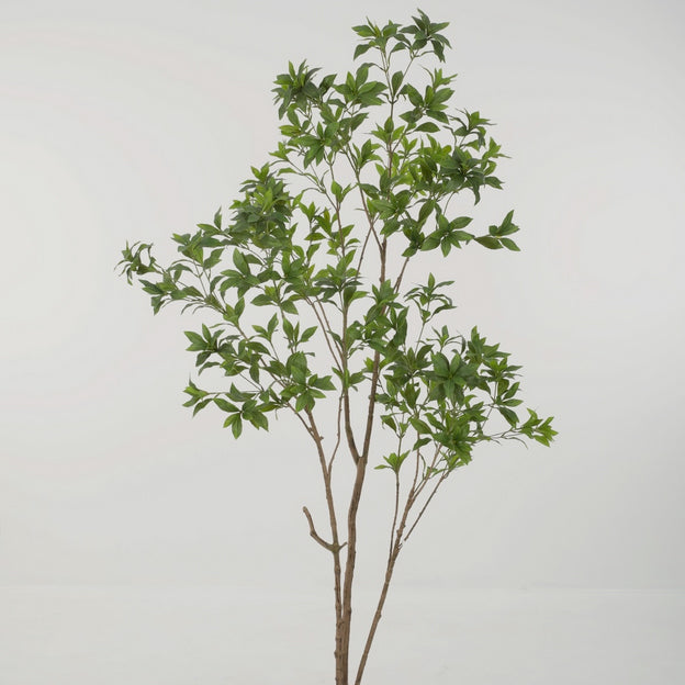 Japonica Tree