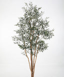 Olive Tree