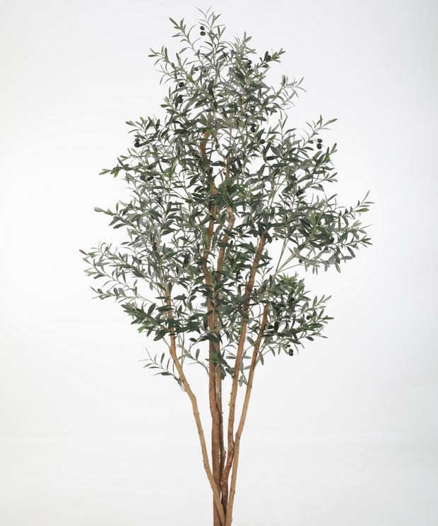 Olive Tree XL
