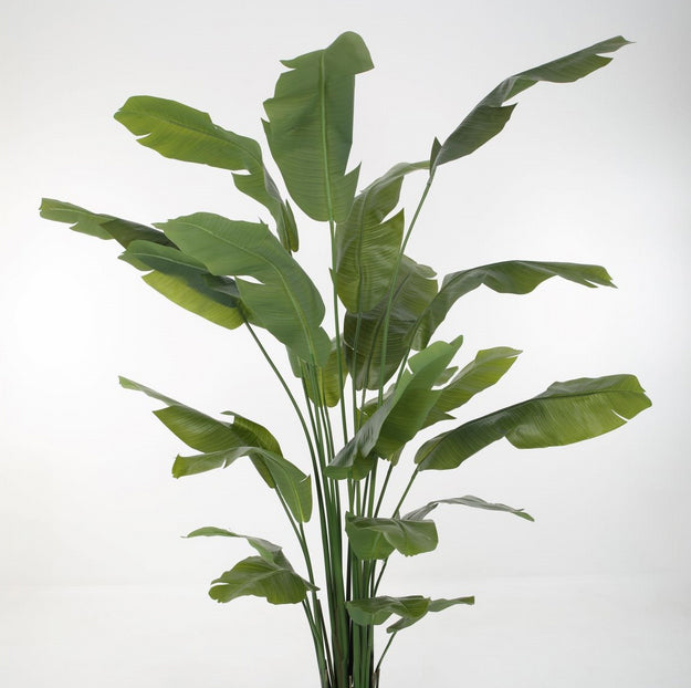 Strelitzia