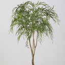 Willow Tree