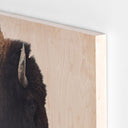 AMERICAN BISON BY GETTY IMAGES
