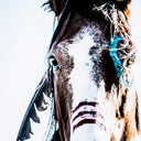 WAR HORSE