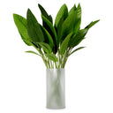 Green Leaves (36) Strelitzia