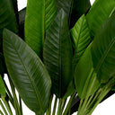 Green Leaves (36) Strelitzia
