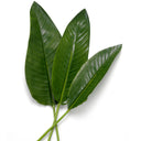 Green Leaves (36) Strelitzia