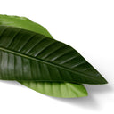 Green Leaves (36) Strelitzia