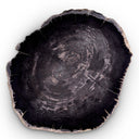 Petrified Coffee Table (3) De Soto