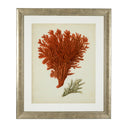 Silver Frame Prints (6) Red Corals