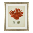 Silver Frame Prints (6) Red Corals