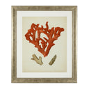 Silver Frame Prints (6) Red Corals