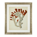 Silver Frame Prints (6) Red Corals