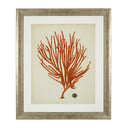 Silver Frame Prints (6) Red Corals