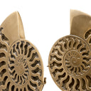 Vintage Object Set (2) Ammonite