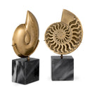 Vintage Object Set (2) Ammonite