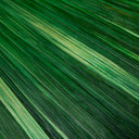 Wheat Straw Decorative Box Harvard