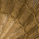 Gold Bowl Seashell