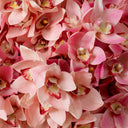 Pink Orchids Bouquet (36) Cymbidium