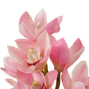 Pink Orchids Bouquet (36) Cymbidium