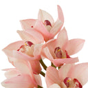 Pink Orchids Bouquet (36) Cymbidium