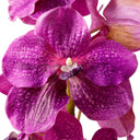 Bouquet of Artificial Flowers (24pcs) Vanda Orchids