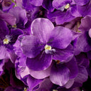 Bouquet of Artificial Flowers (24pcs) Vanda Orchids