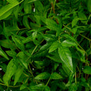 Artificial Green Bundle (36pcs) Tender Leaves