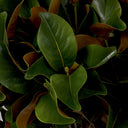 Green Foliage Leaves (24) Magnolia