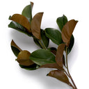 Green Foliage Leaves (24) Magnolia