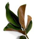 Green Foliage Leaves (24) Magnolia
