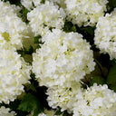 Snowball Flower Bouquet (36pcs) Hydrangeas