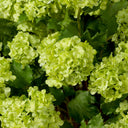 Snowball Flower Bouquet (36pcs) Hydrangeas